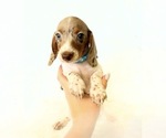 Small #5 Dachshund