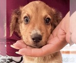 Small Colonial Cocker Spaniel Mix