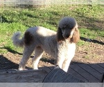 Small Photo #1 Poodle (Standard) Puppy For Sale in MARION, TX, USA