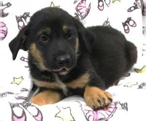 Mutt Dogs for adoption in Thief River Falls, MN, USA