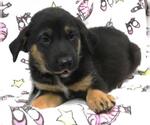 Small Mutt