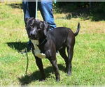 Small #3 Labrador Retriever Mix