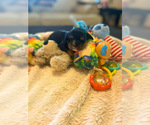 Small Photo #3 Cavalier King Charles Spaniel Puppy For Sale in FREDERICKSBRG, PA, USA