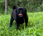 Small Photo #1 Pug Puppy For Sale in SAINT PAUL, MN, USA