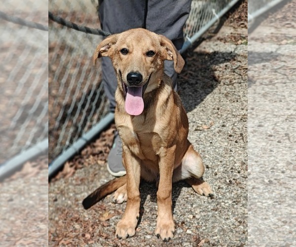 Medium Photo #1 Retriever -Unknown Mix Puppy For Sale in Royal Palm Beach, FL, USA