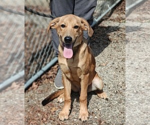 Retriever -Unknown Mix Dogs for adoption in Royal Palm Beach, FL, USA