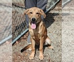 Archie - Male Retriever -Unknown Mix Dog for Adoption - Small photo