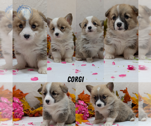 Medium Photo #7 Pembroke Welsh Corgi Puppy For Sale in GOSHEN, IN, USA