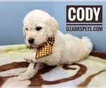 Small Photo #12 Goldendoodle Puppy For Sale in CEDAR GAP, MO, USA