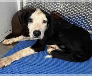 Collie Dogs for adoption in Bakersfield, CA, USA