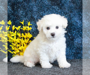 Bichon Frise Puppy for sale in GORDONVILLE, PA, USA