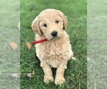 Puppy 3 English Cream Golden Retriever-Poodle (Standard) Mix