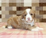 Small #7 Bernedoodle (Miniature)-Cavapoo (Miniature) Mix