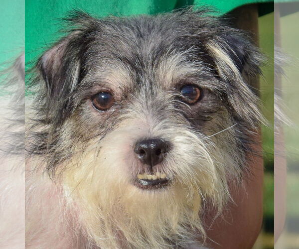 Medium Photo #1 Shih Tzu-Unknown Mix Puppy For Sale in Huntley, IL, USA