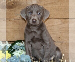 Labrador Retriever Puppy for sale in STEWARTSTOWN, PA, USA