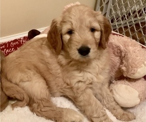 Goldendoodle Puppy for sale in SAINT AUGUSTINE, FL, USA