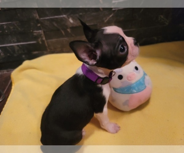 Medium Photo #1 Boston Terrier Puppy For Sale in SUGAR LAND, TX, USA