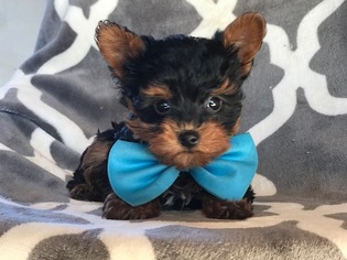 YorkiePoo Puppy for sale in EAST EARL, PA, USA