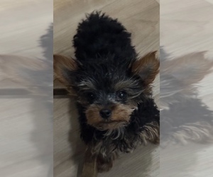 Yorkshire Terrier Puppy for sale in STUART, FL, USA