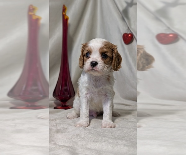 Medium Photo #50 Cavalier King Charles Spaniel Puppy For Sale in GOSHEN, IN, USA