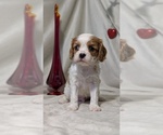 Small #12 Cavalier King Charles Spaniel