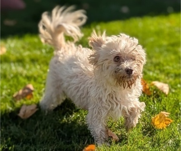 Medium Photo #8 Havanese Puppy For Sale in GOSHEN, IN, USA