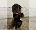 Puppy Puppy 9 Rottweiler