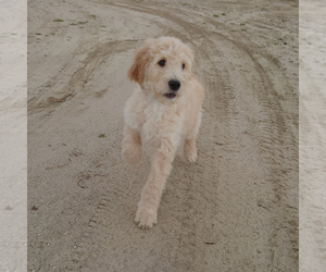 Goldendoodle Puppy for sale in PEYTON, CO, USA