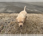 Small #42 Labrador Retriever