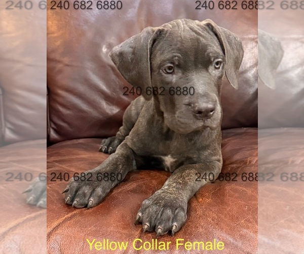Medium Photo #2 Cane Corso Puppy For Sale in LA PLATA, MD, USA
