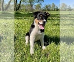 Small Photo #5 Texas Heeler Puppy For Sale in HILLSBORO, WI, USA
