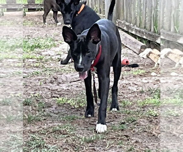 Medium Photo #19 Mutt Puppy For Sale in Palatka, FL, USA