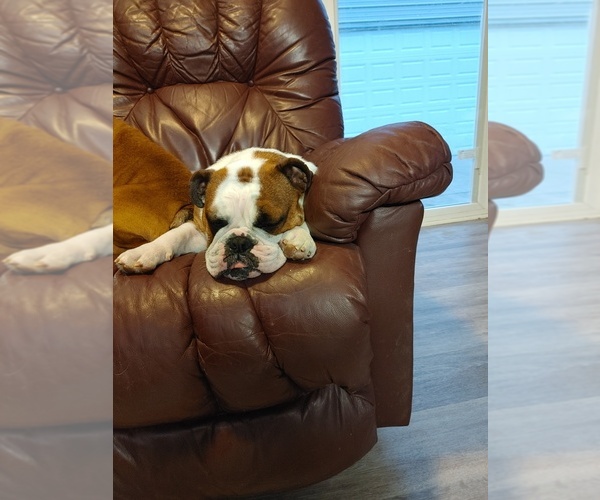 Medium Photo #1 English Bulldog Puppy For Sale in LOUISVILLE, KY, USA