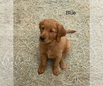 Small Photo #12 Golden Retriever Puppy For Sale in BEDFORD, TX, USA