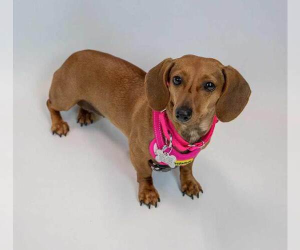 Medium Photo #4 Dachshund Puppy For Sale in Kennesaw, GA, USA
