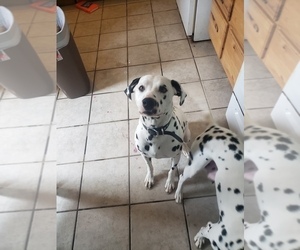 Father of the Dalmatian puppies born on 06/15/2019
