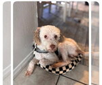 Small #1 Poodle (Standard) Mix