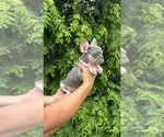 Small #4 French Bulldog