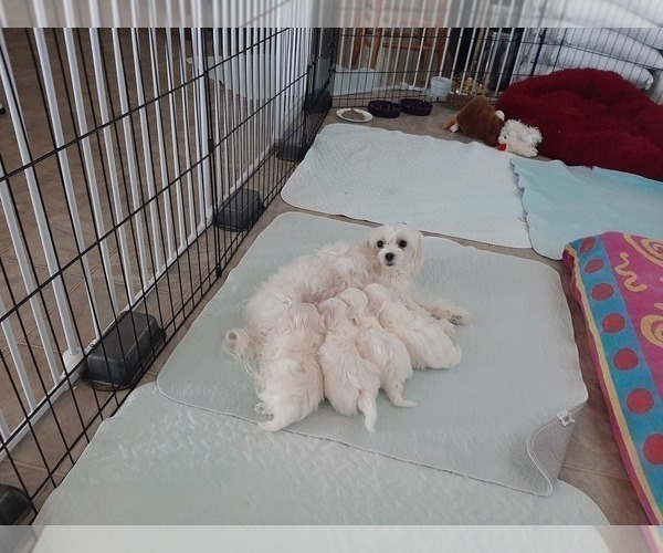 Medium Photo #1 Maltese Puppy For Sale in BEAR RIVER, WY, USA