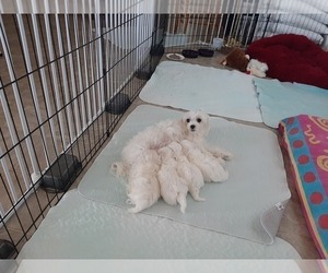 Mother of the Maltese puppies born on 06/13/2025