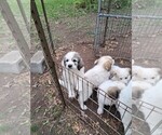 Puppy Walt Great Pyrenees