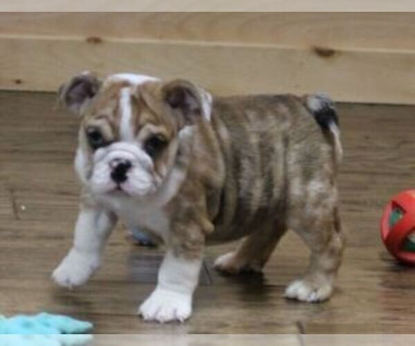 Medium Photo #4 English Bulldog Puppy For Sale in MARSHFIELD, MO, USA