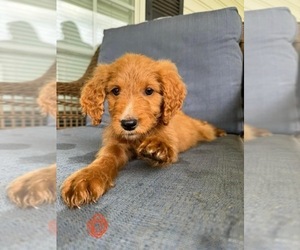 Goldendoodle Puppy for sale in LINCOLN, AL, USA