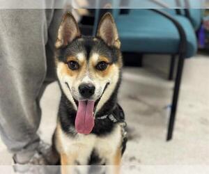 Huskies -Unknown Mix Dogs for adoption in Santa Rosa, CA, USA