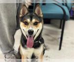 Small Huskies  Mix