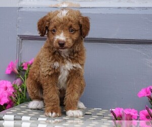 Aussiedoodle-Poodle (Miniature) Mix Puppy for sale in FREDERICKSBG, OH, USA