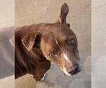 Small American Pit Bull Terrier-Chinese Shar-Pei Mix