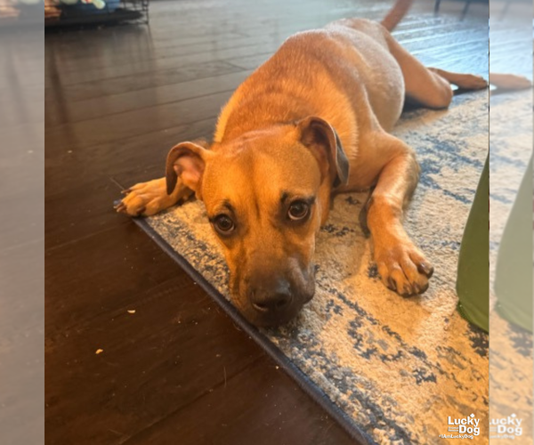 Medium Photo #3 Boxador Puppy For Sale in Washington, DC, USA