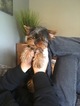 Small Photo #3 Yorkshire Terrier Puppy For Sale in ALGONA, WA, USA