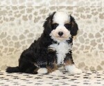 Small #3 Miniature Bernedoodle